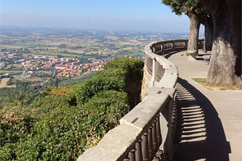 Plants: image 1 0f 4 thumb